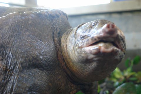 Những chuyện lạ kỳ nhất năm ở Việt Nam